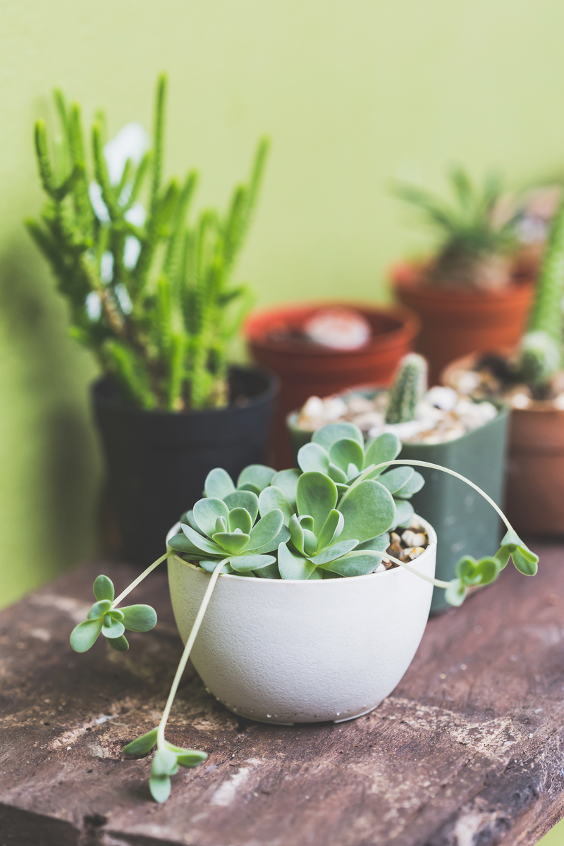 rulla_sth's tweet photo. Just finished this upcycled mason jar succulent planter – no fancy tools needed! Turned trash into tiny green magic for my windowsill https://t.co/JDIap2hPzo