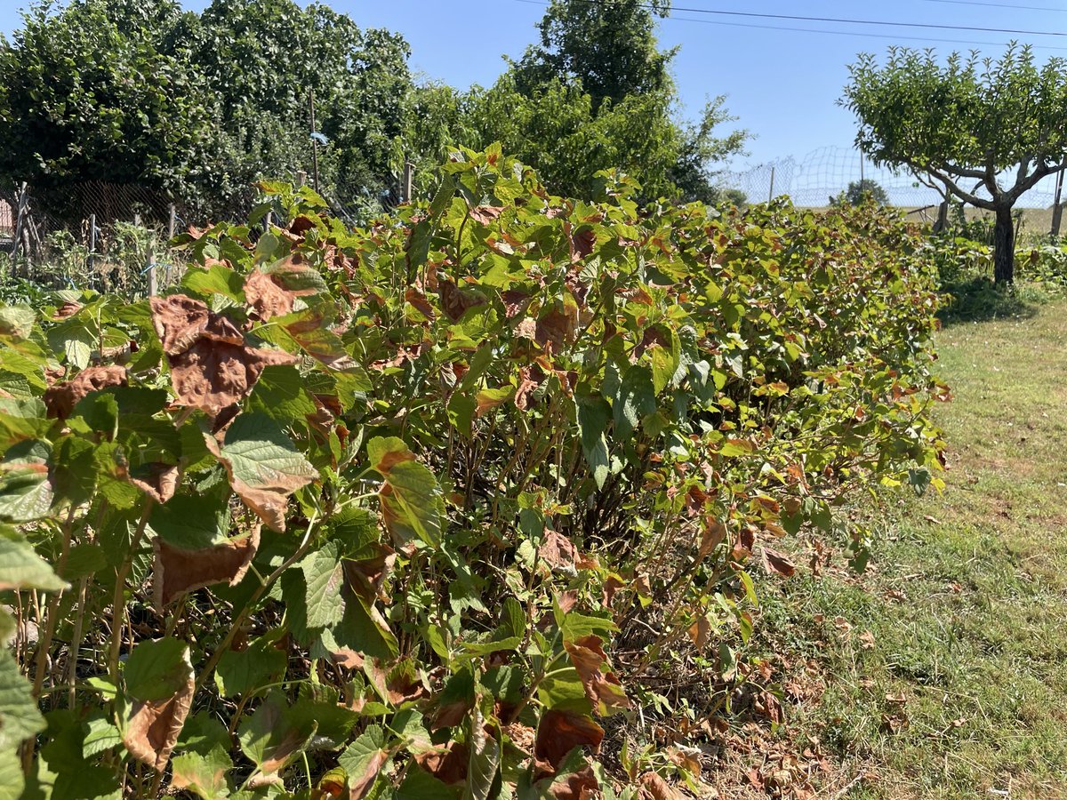 ChristopheBex's tweet photo. 🌾 Ce matin, nous étions auprès de jeunes maraîchers à #Venerque.

En Haute-Garonne, le monde agricole souffre de la violente sécheresse.

Et pour le petit maraîchage, c’est la double-peine : la MSA (mutuelle sociale agricole) ne reconnaît pas leur travail de la terre. https://t.co/NyIMhU29iG