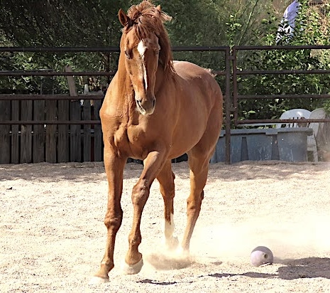 AfterFinishLine's tweet photo. July Grant #1 Tierra Madre Horse/Human Sanctuary-AZ $2,025. 7 farrier trims-3 dental-4 blood tests-7 dewormers for 8 #OTTB. They care for abandoned-neglected-injured🐴. Includes warhorse Coloreado-foaled in Chile-112 starts-$100K earned-Borracho Dan #Calbred-Mysto’s-Hard Bourbon. https://t.co/jyuj2DMsi7