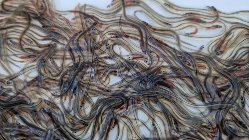 CiviqueEtmoral's tweet photo. 🎣 La pêche en Haïti : une richesse à valoriser 🇭🇹
#Anguilles🪱 https://t.co/6ATyU5yxKt