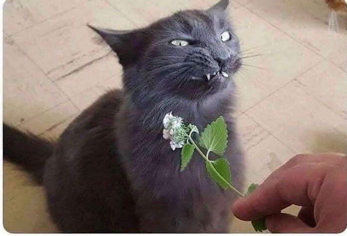 DiloConGatitoz's tweet photo. “Una flor para otra flor”

Yo: https://t.co/uAcakniLGq