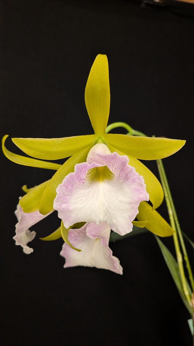 Cattleychea Wakawiczii （ Prosthechea mariae x Cattleya