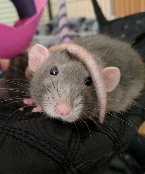 MouseENVT tweet picture