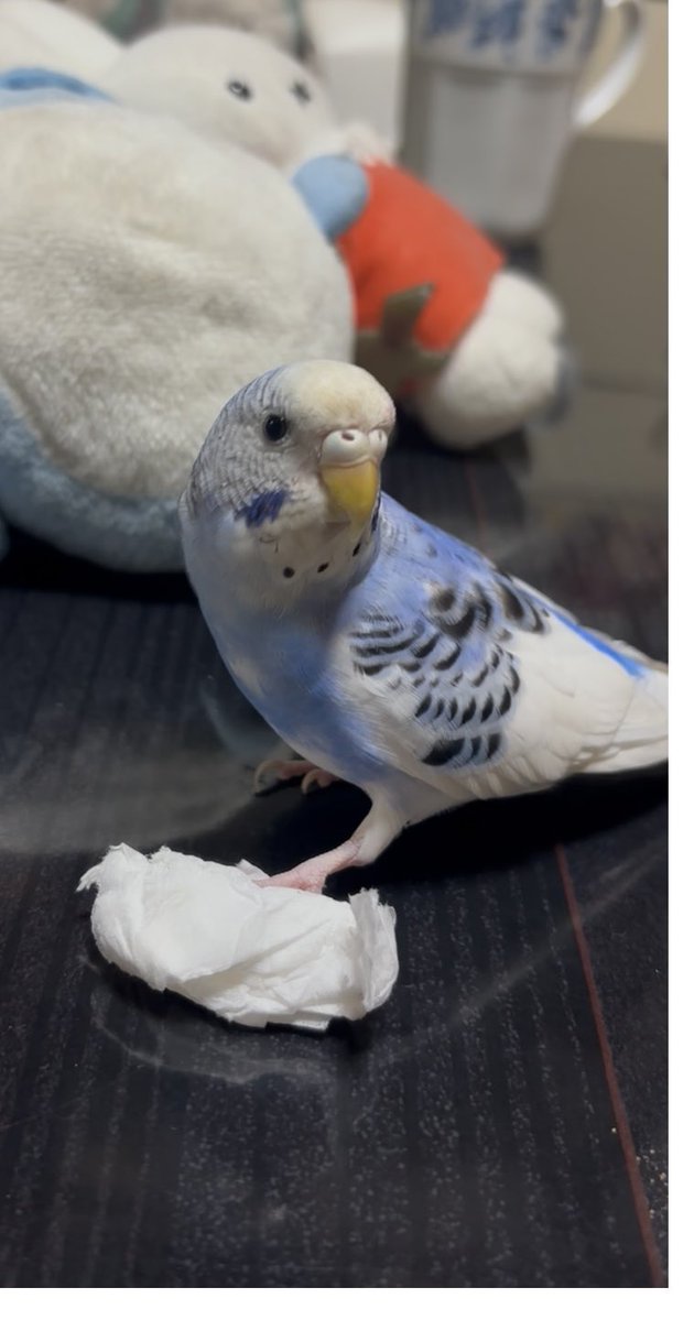 mfbzrd's tweet photo. 滝沢市巣子付近でインコを逃してしまいました😔
見かけた方いたら連絡いただければ幸いです。
・生後7が月 メス
・名前 みみちゃん
・人馴れしててよく頭に乗ります
・みみちゃんかわいいと話します https://t.co/h2iQ6eInKT