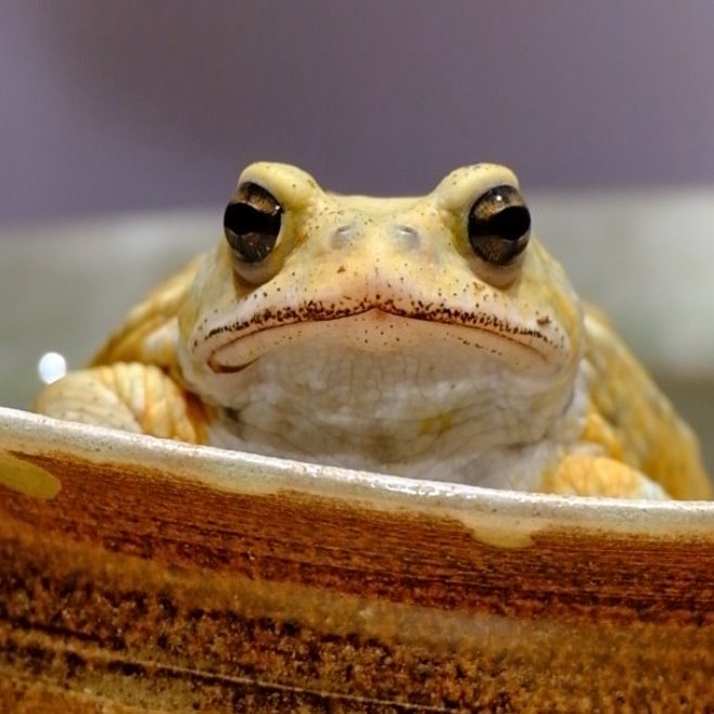 mushi_frog's tweet photo. 僕のYouTubeチャンネルでたくさんの方に愛していただいたミヤコヒキガエルの「ぷえたろう」が、6月に老衰のため亡くなりました。

ぷえたろうとの出会いは2021年。南大東島でミヤコヒキガエルを探していた時、掴み上げると「ぷえぷえ」と鳴く姿がとても可愛く、そのまま我が家へ迎え入れました。

この時の、後に「ぷえたろう」と呼ばれるミヤコヒキガエルを掴み上げる動画は、YouTubeやTikTokで累計2,000万回以上再生され、多くの方に見ていただきました。

イベントでぷえたろうを展示させていただいた際には、数百人もの方が会いに来てくださったことを今でもよく覚えています。本当にたくさんの方に愛されていた子でした。

一緒に過ごした時間は約5年。もともと野生ですでに成体だったため正確な年齢は分かりませんが、今年に入ってからは少しずつ衰えを感じるようになりました。

最期の1か月は自分で餌を食べることもできず、できることはそばで見守ることだけでした。

幸いにも最期の瞬間はそばにいることができ、静かに見送ることができました。

数日後にはイベントを控えており、きっと多くの方から「ぷえたろうは元気ですか？」と声をかけていただくと思います。その場で嘘をついたり、曖昧にお伝えしたりすることはしたくありませんでした。

本来であれば、もう少し気持ちを整理してからご報告したかったのですが、そのような理由もあり、このタイミングで発表させていただきました。

もう生きているぷえたろうの姿を皆さんにお見せすることはできません。

ですが、僕はこれからもぷえたろうの姿を見ることができます。

ひとつの残し方として、ぷえたろうは液浸標本として保存しました。

最期に立ち会うことができたため、状態を保ったまま残すことができると判断しました。僕にとって液浸標本は、生き物を「物」として扱うためではなく、その生涯を記録し、これからも大切に残していくための方法のひとつです。

これからも、ぷえたろうは僕のそばにいます。

というご報告です！