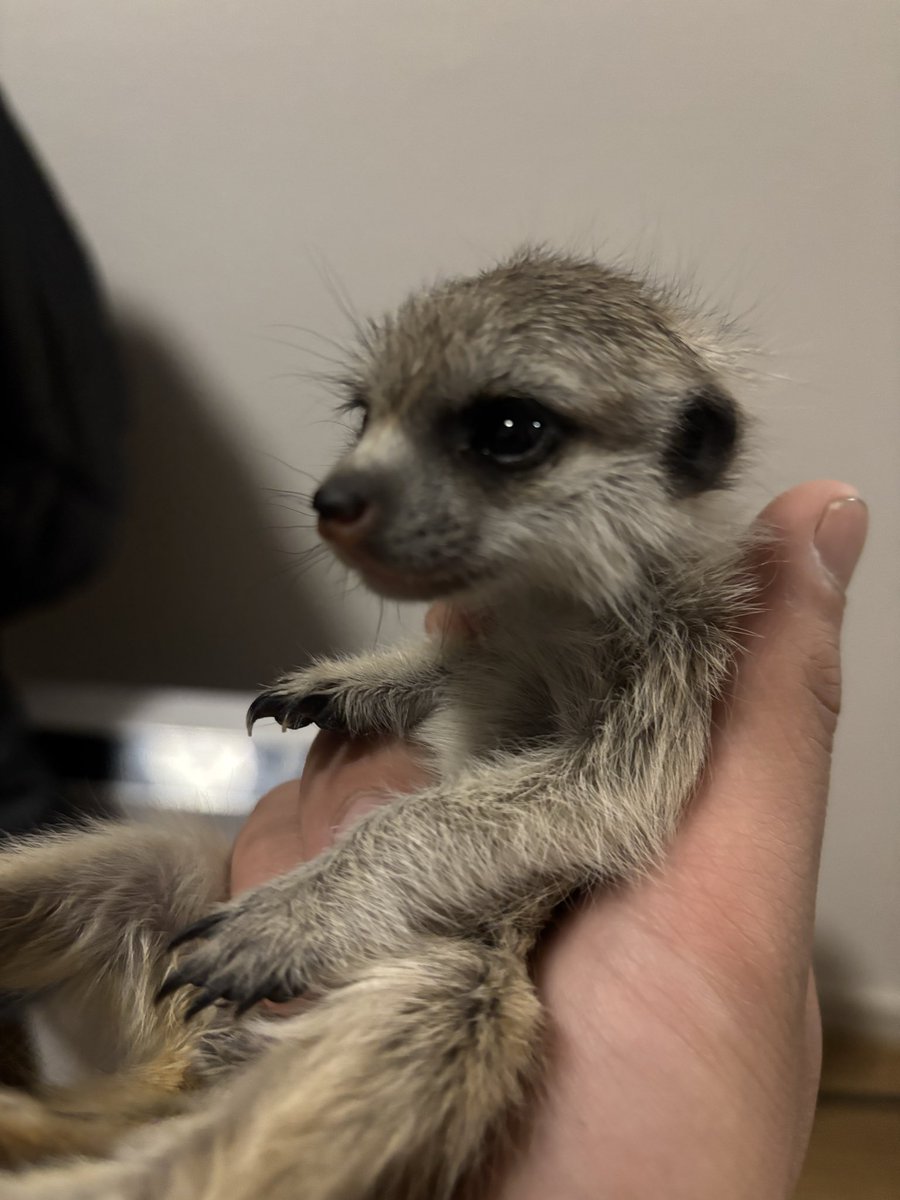 ha6d3's tweet photo. どなたかミーアキャットの赤ちゃんお迎えしたい人っていませんか？
興味がある人や質問がある人はDMください

#ミーアキャット
#ミーアキャットベビー
#エキゾチックアニマル https://t.co/lglYSTPRW1