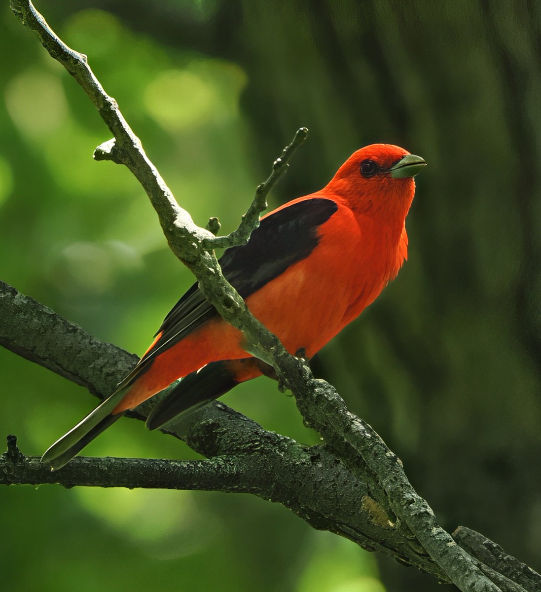 Above96th's tweet photo. I got a great look at a Scarlet Tanager in the Indiana Dunes State Park that had been spotted by one of the youngsters in a family of five. Great to see (and I love tanagers)! 🥰🥰🥰 #Tanager #IndianaDunes #birdcpp https://t.co/7CggPx9cFO
