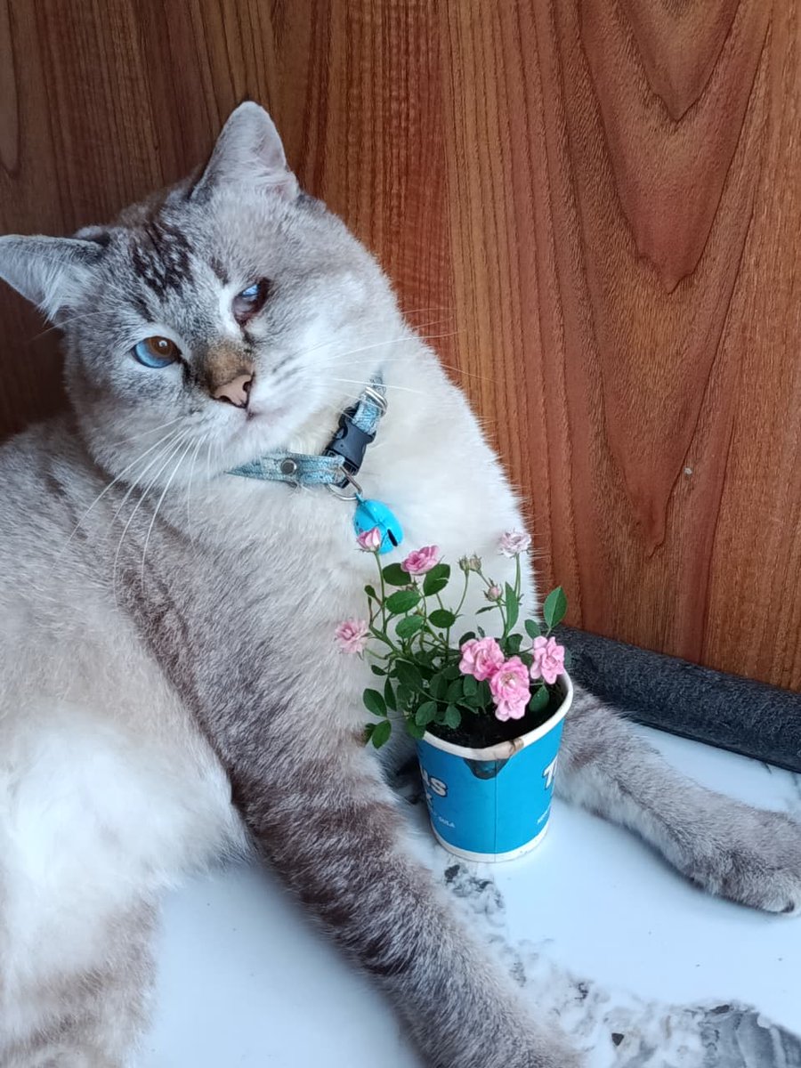rince_life's tweet photo. Memetik bunga baby rose untuk dijadikan hiasan di meja 🌿🌹🌷😗🩷 
Temen2 disini ada yang pernah tanem Bunga Baby Rose?.. Baby Rose adalah bungawa mawar kecil mungil🩷 salah satu tanaman hias yang mudah sekali ditanam dan low maintain. 

Gampang sekali berbunga, jika bunga layu tinggal di pangkas aja dahannya. Gak lama akan muncul tunas baru dengan membawa kuncup bunga 🌿🩷

Siramnya juga gak perlu setiap hari, cukup dua hari sekali aja. Tahan akan panas, dan butuh full sinar matahari🌞🧚‍♀️🌱🌿 #JoyfulGarden