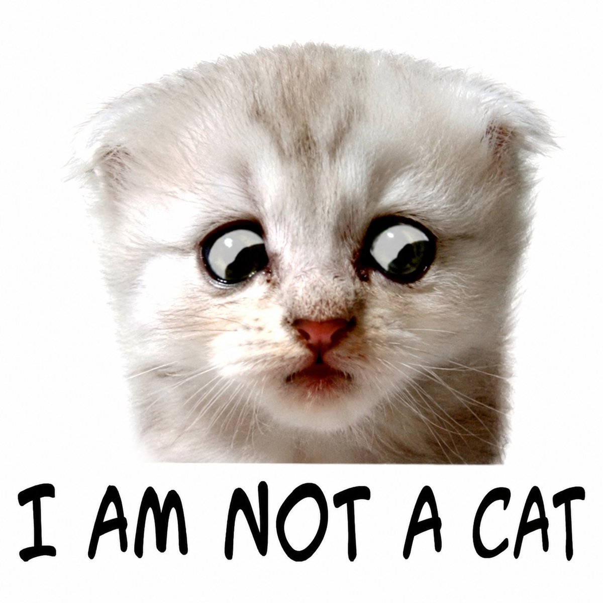 liqhole's tweet photo. We're literally fading a ROBINHOOD x GME narrative. 
"I am not a cat" were the famous words of Roaring Kitty during the historic 2021 House Financial Services Committee hearing, sitting in the same hearing as Robinhood CEO Vlad Tenev after Robinhood halted GME buys at the peak of the short squeeze.

The meme is a callback to the “Zoom cat lawyer” clip that went viral just days before the GME hearing. 

Original meme: https://t.co/uOhPKu6Da7

Robinhood x GME hearing meme: https://t.co/T31G5qbw3q

0x6f2dbc56625f473fb10aaf51456eb56e4731f5f9