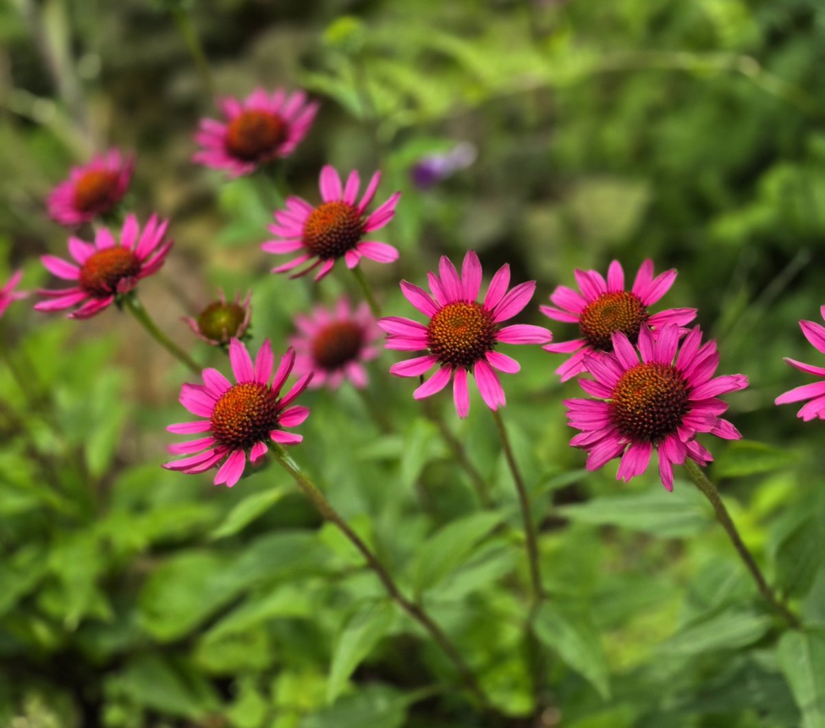 mimo222325's tweet photo. みんな仲良く
ひまわりのように咲く
エキナセア の花   𓂃 𓈒 𓏸 ❁⃘ https://t.co/NjPnkgP1rt