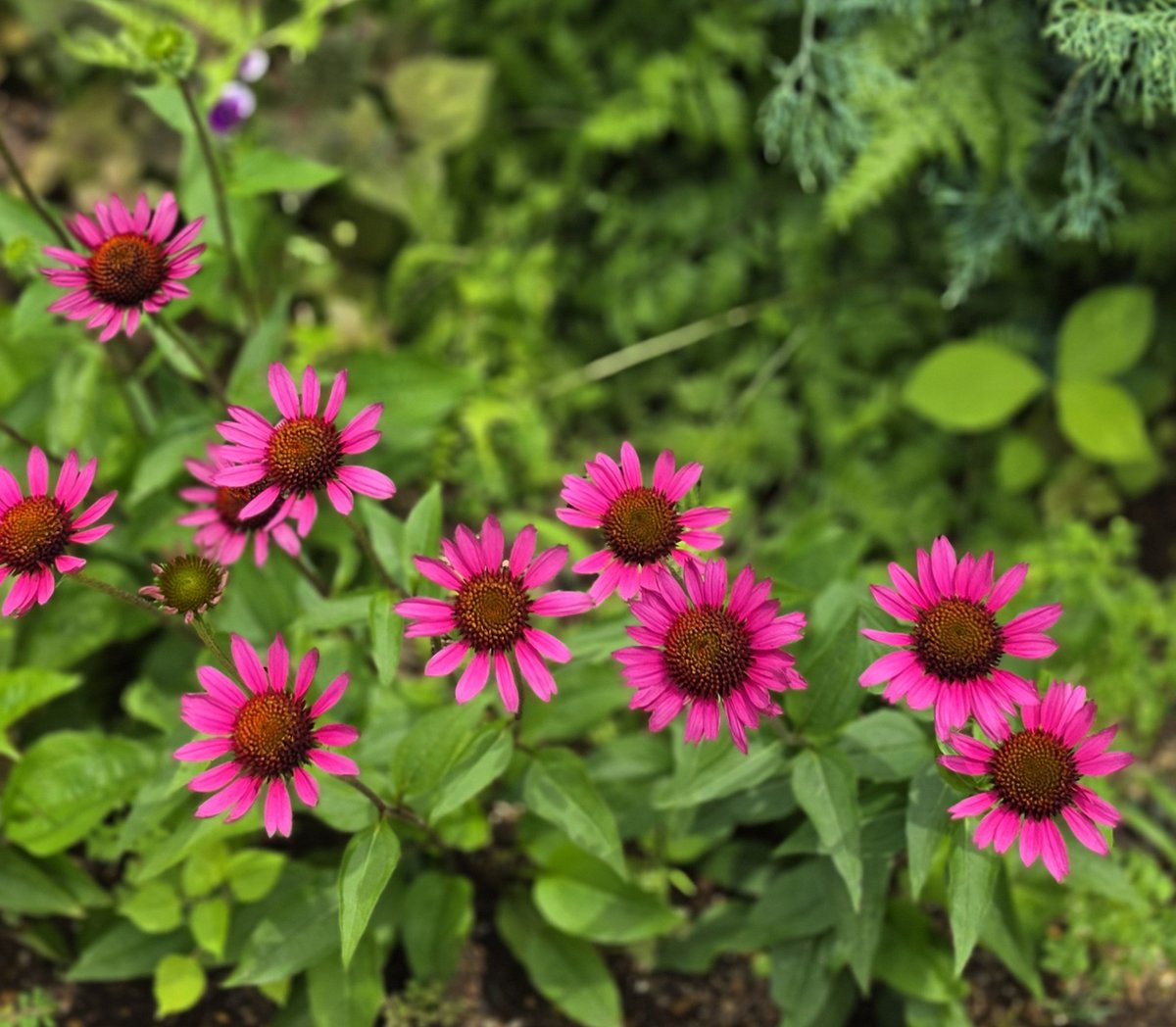 mimo222325's tweet photo. みんな仲良く
ひまわりのように咲く
エキナセア の花   𓂃 𓈒 𓏸 ❁⃘ https://t.co/NjPnkgP1rt