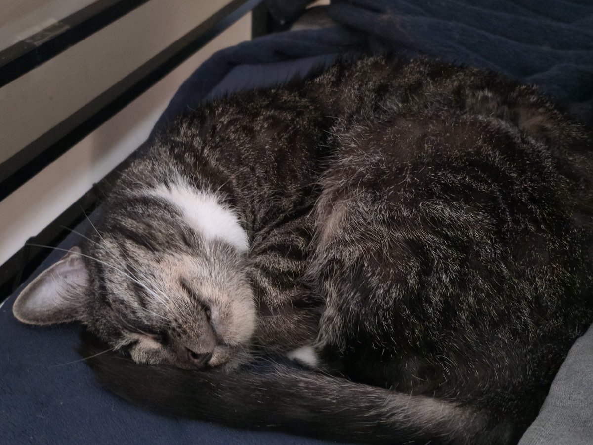 Willowo06's tweet photo. Tiger is also big sleeps :3 https://t.co/NkOCVpbnQU