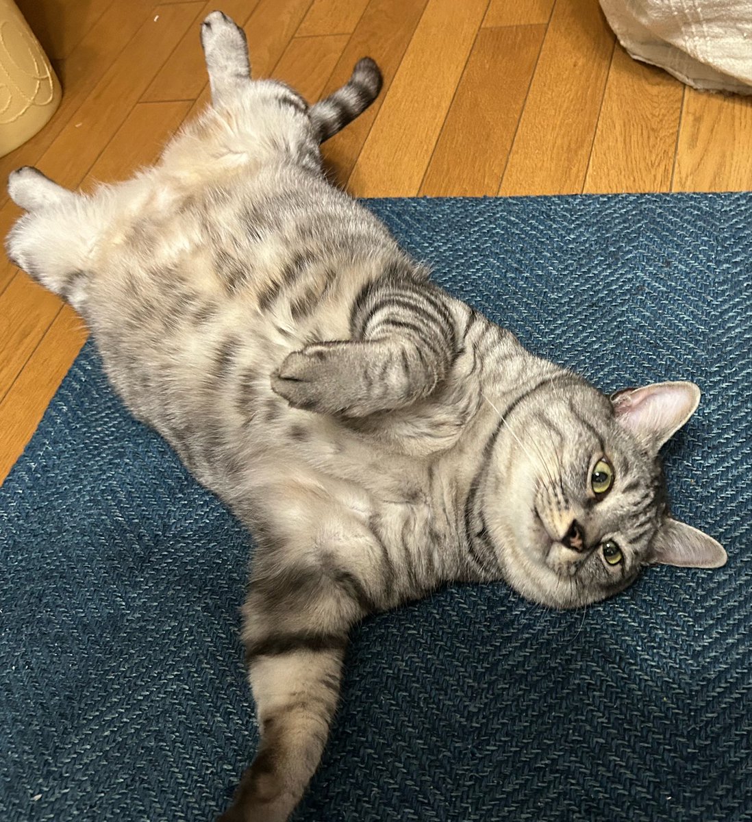 Hato_edit's tweet photo. @motimoti_seizin ���ちのねこです https://t.co/g8HpBSwsNB