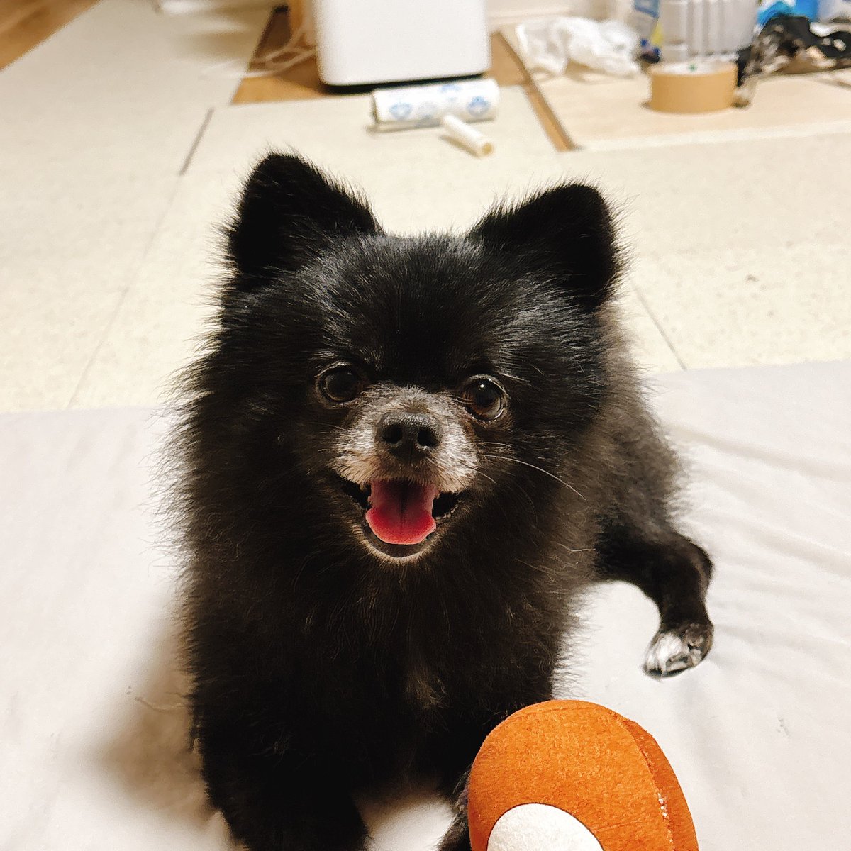 abezombie's tweet photo. 毛が伸びるの早すぎ https://t.co/KU9aTQaVe1
