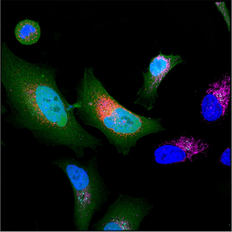 HMar_research's tweet photo. 🧬#ProteomaOscuro: proteínas aún poco conocidas podrían abrir nuevas vías de investigación
🌊@hmar_research #HMRIB es el único del Estado que participa en #OrFeus, un projecto para estudiar el 'proteoma oscuro'
👉 https://t.co/p58rI58AFF
@maralbasoler @icreacommunity #Proteomics https://t.co/0GlxE8e6A3