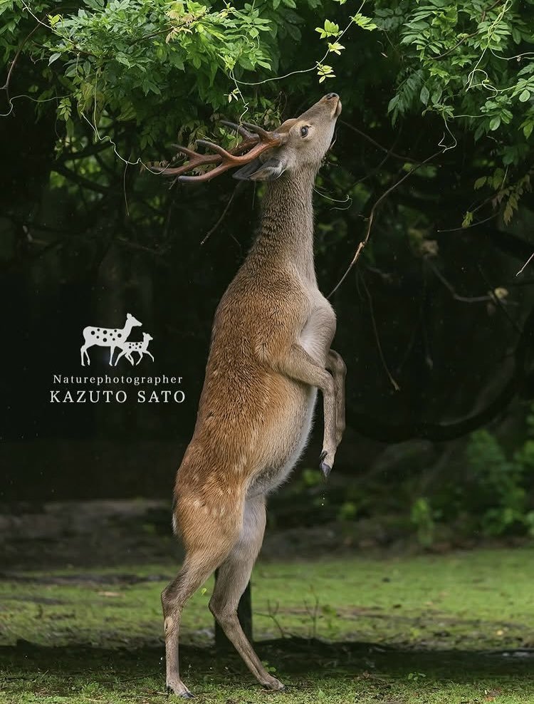 tv_kashima's tweet photo. １０万年後の世界では🦌奈良鹿を祖先とする
２足歩行の鹿が地球上で春を謳歌しているかもしれません https://t.co/haS3L93kxt