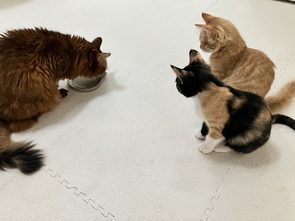 syoyu79's tweet photo. トライアルにきていた！
子猫🐱ちゃんズがぁっ！！
ウチの子にっ！！！
なりましたぁぁぁぁぁぁぁ！！！！
4ニャン全部幸せにしてやるぜーーーーっっっ！！！！！
#保護猫
#猫のいるしあわせ🐈 https://t.co/N3FB2lg4tP