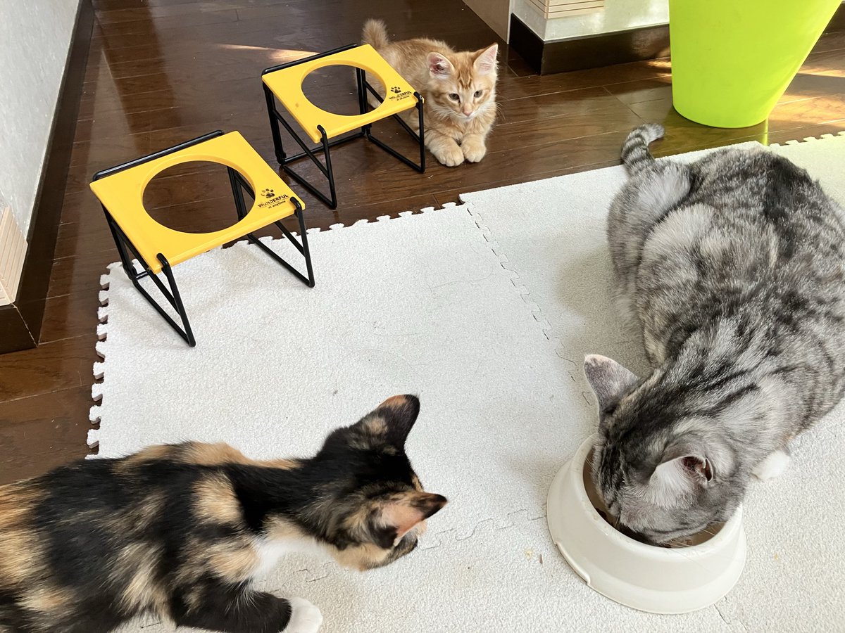 syoyu79's tweet photo. トライアルにきていた！
子猫🐱ちゃんズがぁっ！！
ウチの子にっ！！！
なりましたぁぁぁぁぁぁぁ！！！！
4ニャン全部幸せにしてやるぜーーーーっっっ！！！！！
#保護猫
#猫のいるしあわせ🐈 https://t.co/N3FB2lg4tP