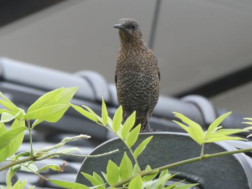 magpie_sendai's tweet photo. イソヒヨドリが静かになった https://t.co/DgltcpVg0P https://t.co/JhvNHv216N