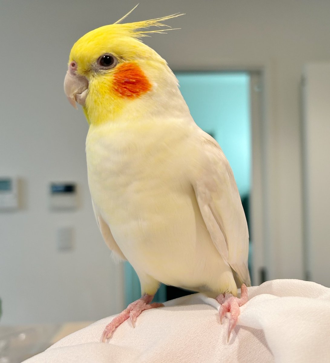 7ufh7's tweet photo. 今日は家族が早帰りで放鳥してくれてたので、一日のびのび過ごした様子のひま🐥🌻

お留守番も遊びもバッチリだったね🙌☺️ https://t.co/cqNEMzigPQ