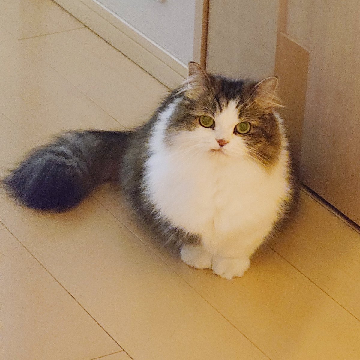 にゃあ (@marotrain) / Posts / X