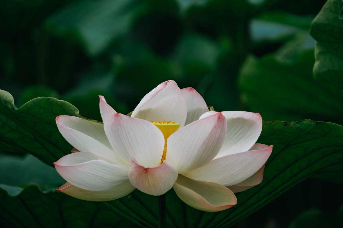 greeeenpengin's tweet photo. FUJIFILM X-T30Ⅲ
TAMRON 18-300mm F/3.5-6.3 Di III-A VC VXD
#FUJIFILM
#xt30iii https://t.co/1B7UUlvKSJ