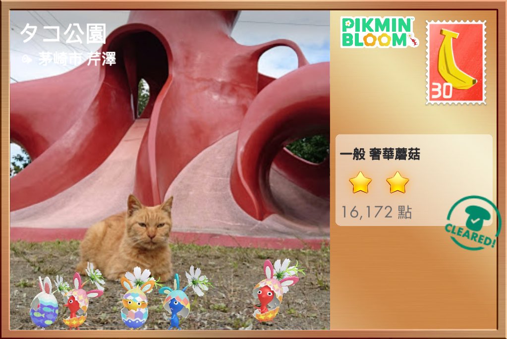 ccyh16_'s tweet photo. 需要更多的貓咪🐈 https://t.co/H8blW45tcF