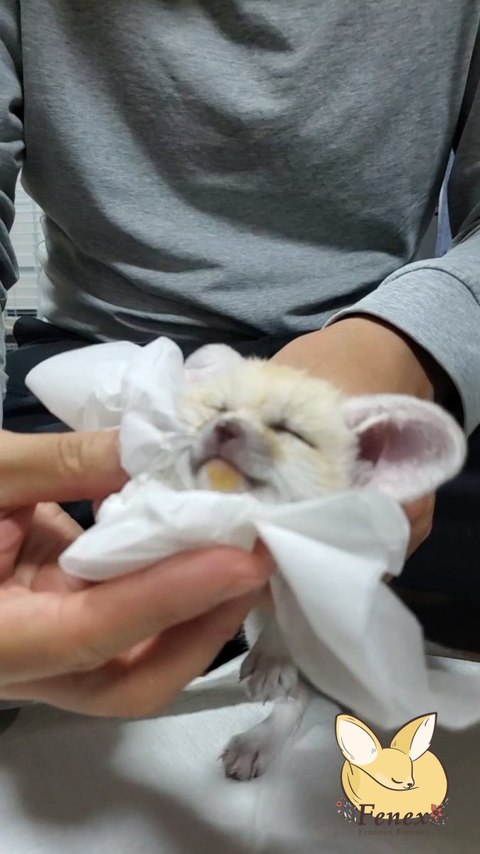 フェネックス】Fennec Fox 🦊フェネック🦊動物🦊 (@fenex_osaka