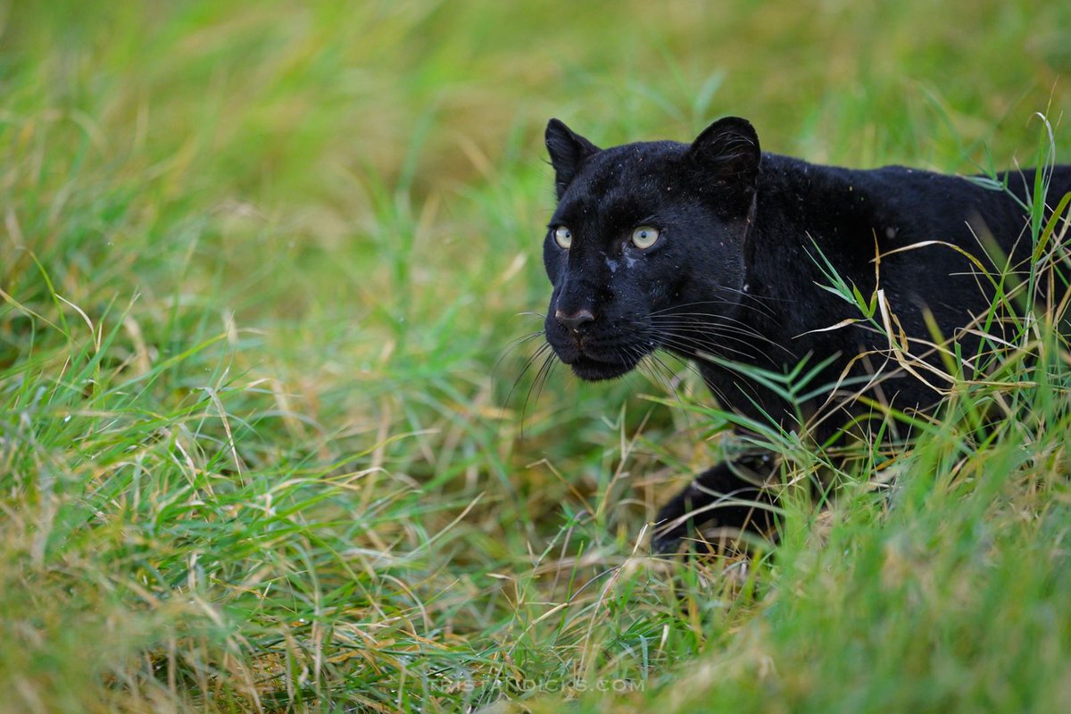 wandering_thru's tweet photo. Giza. One of only a handful of confirmed melanistic leopards on the planet!
 
A black leopard isn't a species. It's a single gene — one dark coat born into an ordinary litter — which is why decades can pass between confirmed individuals. Finding one twice isn't luck. It's hours before sunrise, season after season, on ground you know intimately.
 
🔁 Repost if this is the kind of sighting you travel for.