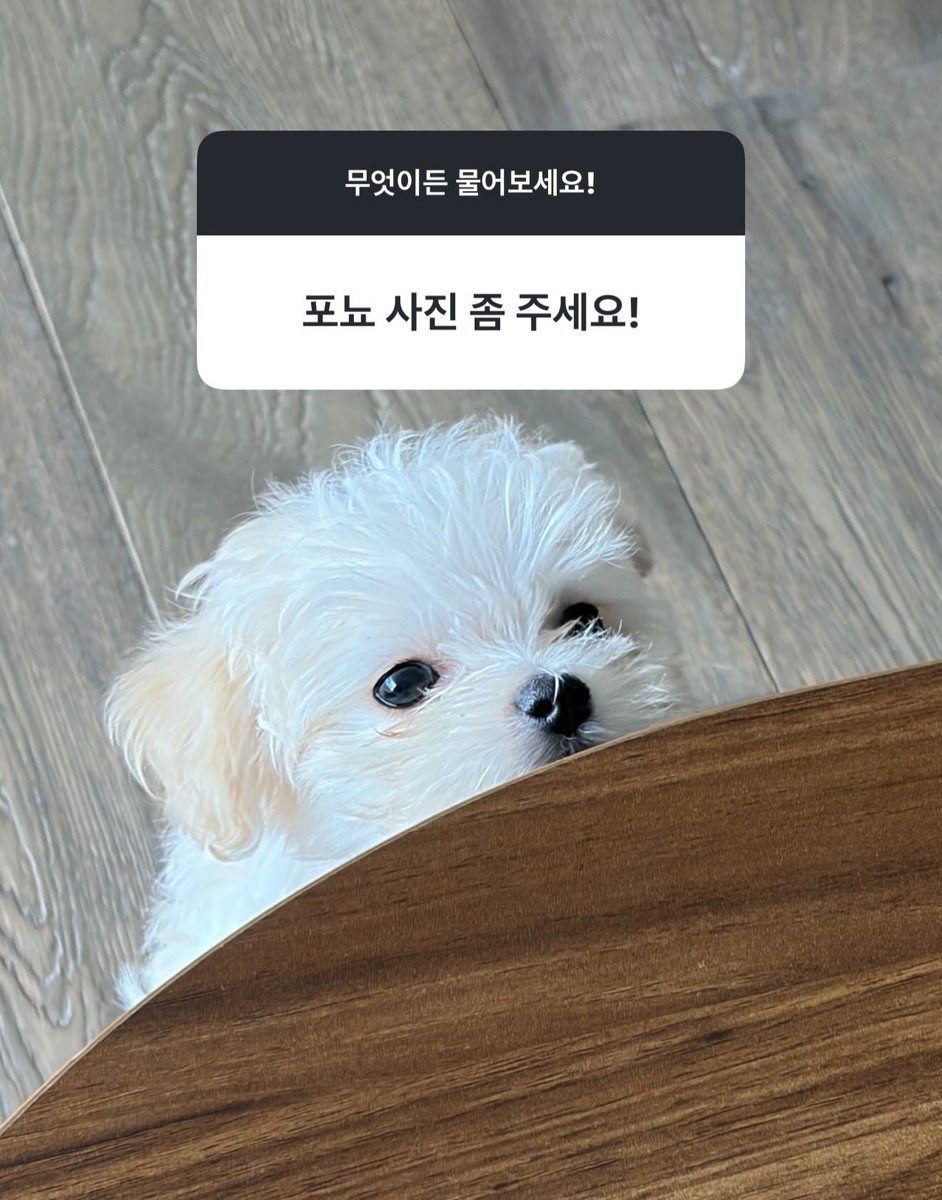 mjkmwntr's tweet photo. 👤: Could you share us photos of BBONYO! 

📸🐶 https://t.co/RHHDYD4R3o