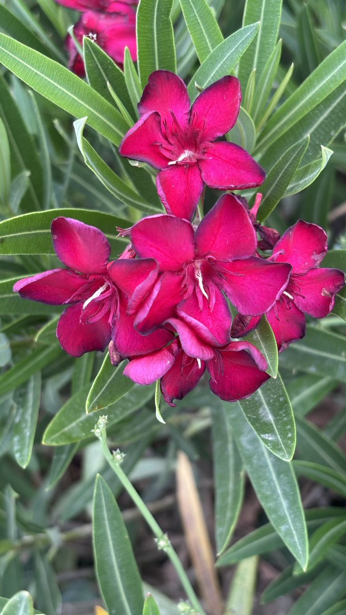 ferideehanimm's tweet photo. akdeniz çiçekleri 🌸🌼🌺 https://t.co/5RpfE0uH8j