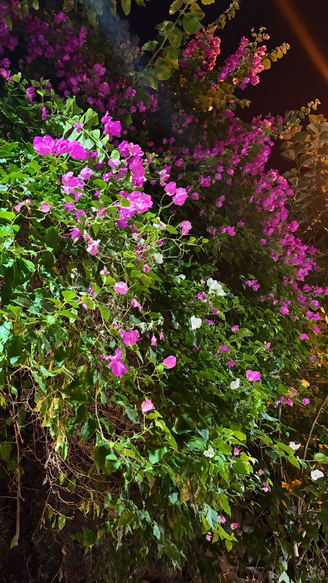 ferideehanimm's tweet photo. akdeniz çiçekleri 🌸🌼🌺 https://t.co/5RpfE0uH8j