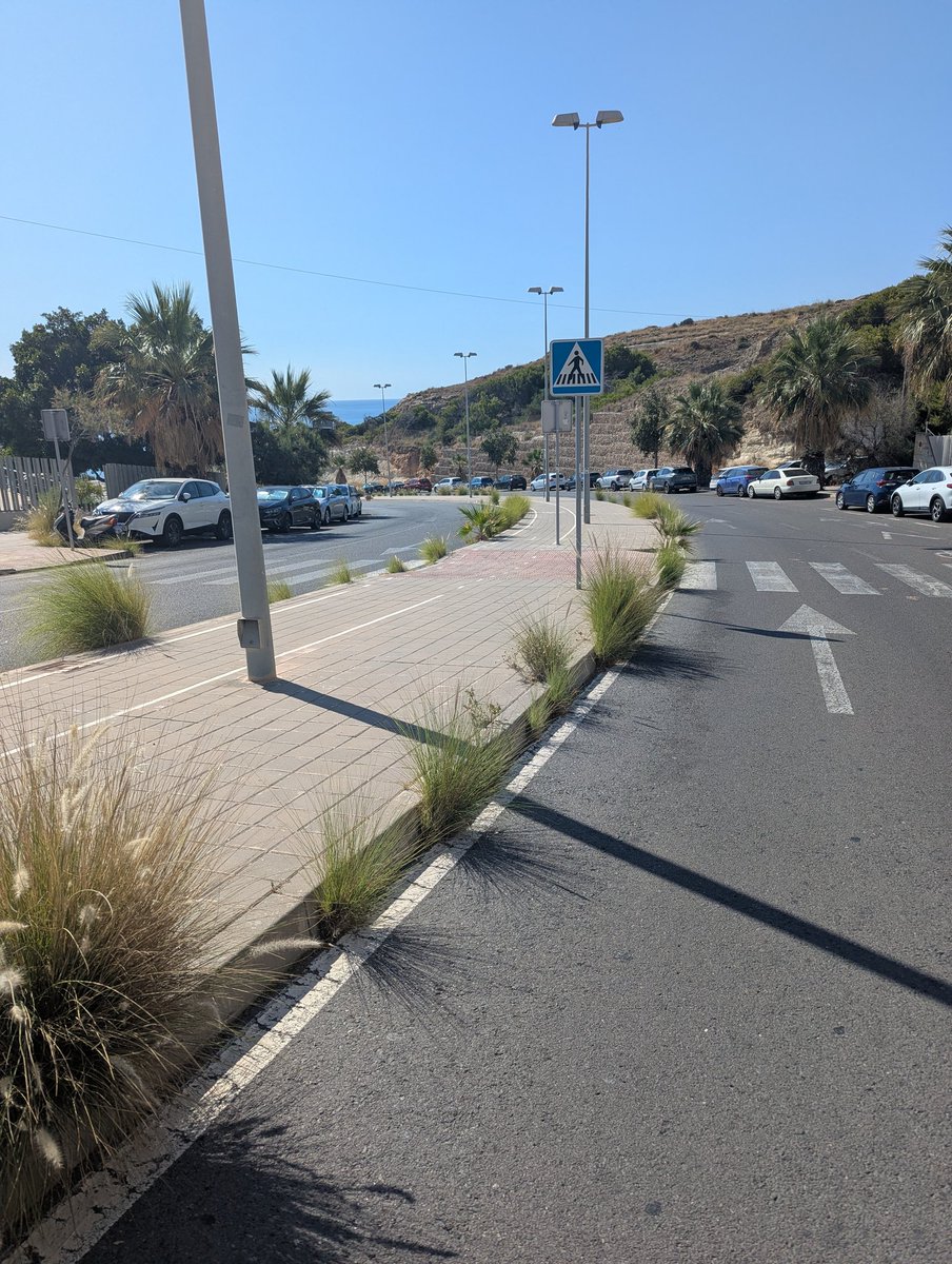 alejandryto's tweet photo. @saicalicante la avenida Jean Claude Combaldieu sigue sin un mantenimiento. Se hace difícil caminar por las aceras ya que las ramas de las palmeras están muy bajas y llevan sin podar años. Las plantas de la mediana han vuelto a crecer https://t.co/CBSg13T2tW