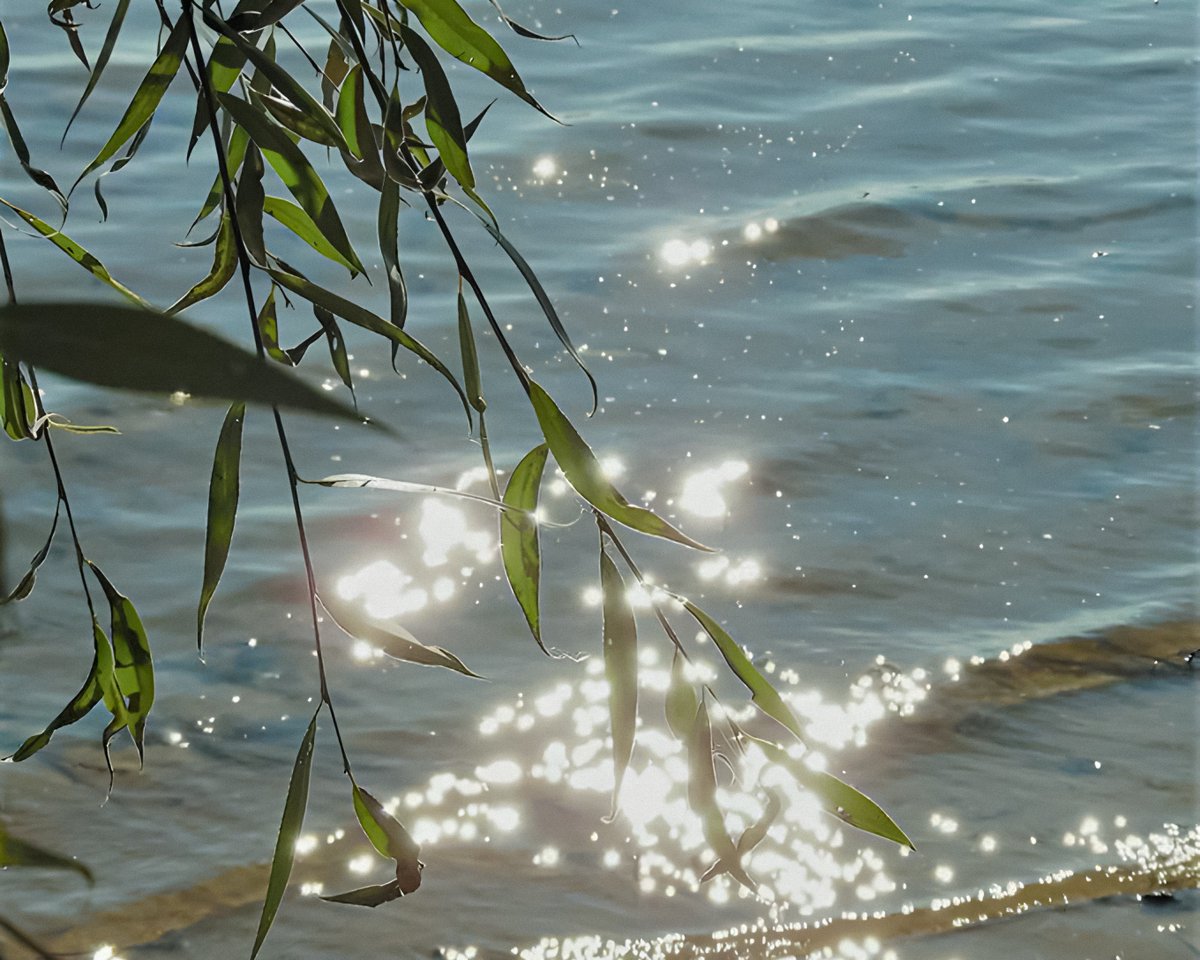 gardenofcolours's tweet photo. light sparkles on water https://t.co/fBriSMUWWV