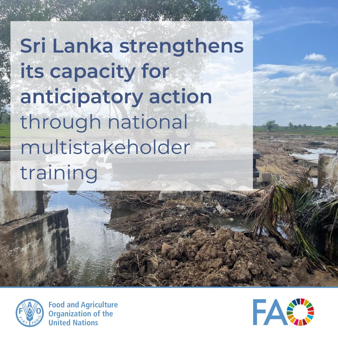 FAOSriLanka's tweet photo. Sri Lanka strengthens #AnticipatoryAction! 

National training brought partners together to improve early action &amp; disaster preparedness.

Read more: https://t.co/7VEdo4xzRh

#SriLanka #FAO https://t.co/woWAgFQsXJ