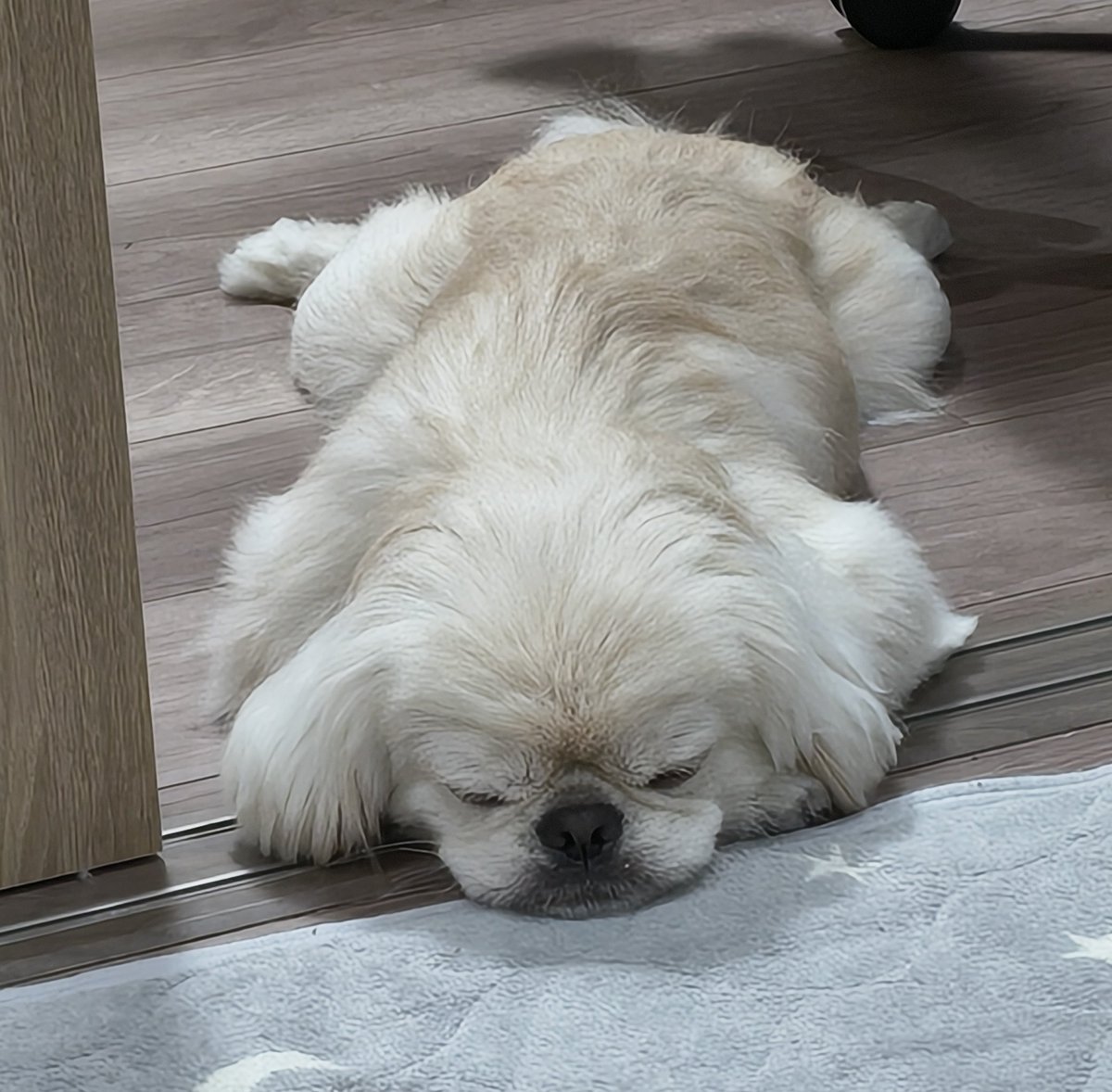 MAKKYBEAR's tweet photo. 寝てる姿が可愛くて盗撮🐕📸

シャッターの音に反応👀

起こしてごめん😥 https://t.co/vZaTeIzYeu