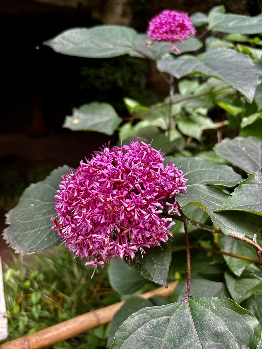 0604vox's tweet photo. No.4  北鎌倉　明月院　紫陽花編
※撮影日2026/7/4 https://t.co/0mSUzbV8rD