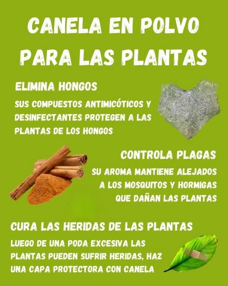 EcoInventos's tweet photo. 🌿 ¡Descubre cómo usar la canela en el cuidado de tus plantas! ✨ https://t.co/qoGprx1KEg