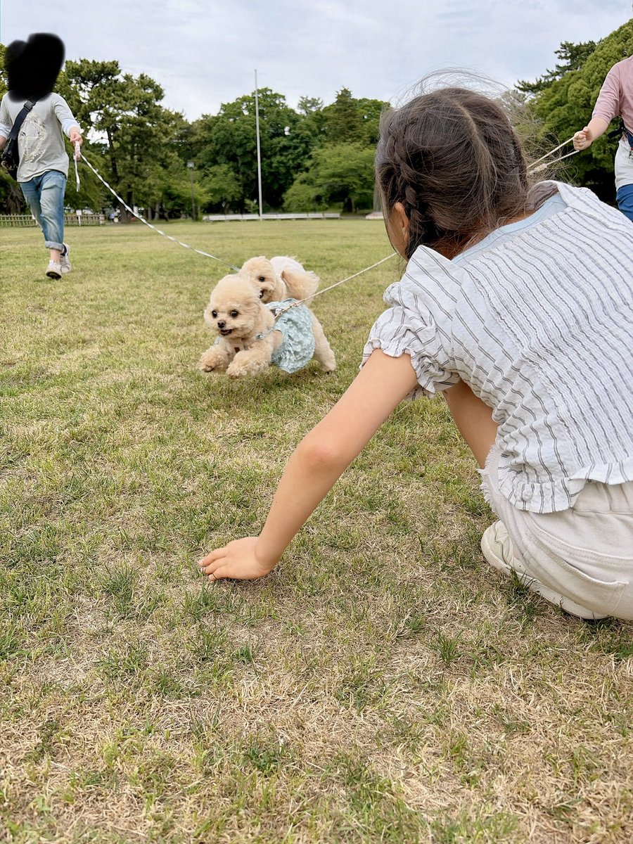 LinaBelltan's tweet photo. こんなに可愛いけど走る時はガチなのよ🐶

#チワプー #犬のいる暮らし #お散歩 https://t.co/BR0oe59miB