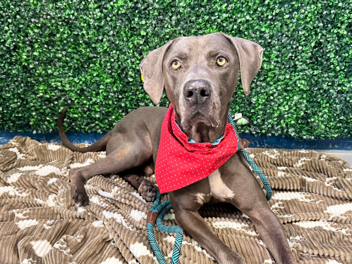 LisaBrabson's tweet photo. "PLZ tell me why no 1 cares about me!"
LEO #A387664 8yo 
I don't understand either😕 
GORGEOUS boy,so full of love his little ❤️ is about to burst!
Yet,still at hideous #CorpusChristiACS 
He is in so much danger of being EUTHANIZED😭
Plz ⌛️ HURRY #Adopt #Foster or #Pledge4Rescue https://t.co/Ik4iJRhMBG