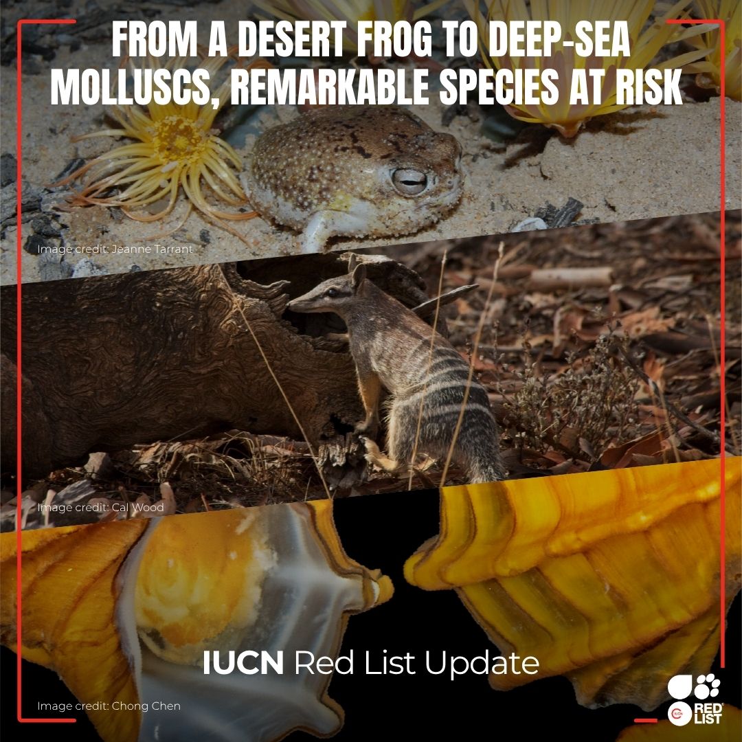 IUCNRedList's tweet photo. 🚨 Latest #IUCNRedList update:

🐌 Deep-sea mining threatens 62% of hydrothermal vent molluscs
🐸 Desert rain frog: NT → Vulnerable (mining, infrastructure, suspected pet trade demand after going viral)
🦡 Numbat: Endangered → Near Threatened

https://t.co/zvshIOiMJB https://t.co/tcjRvLK9YZ