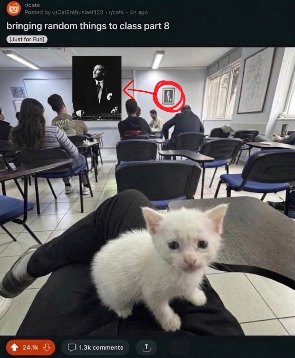 ayzgns_'s tweet photo. Bir kedi ve yine Türkiye. Gerçekten kedi ülkesiyiz.🇹🇷🐈 https://t.co/ER8KFXMV2P