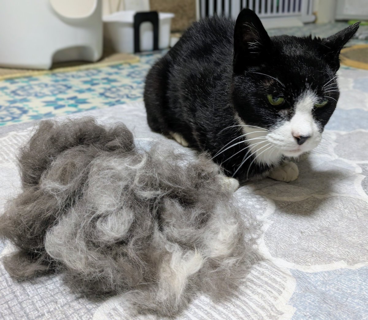 くろ江ちゃん たっぷり抜けました！ 過去一毛が抜ける猫😆 生え変わり