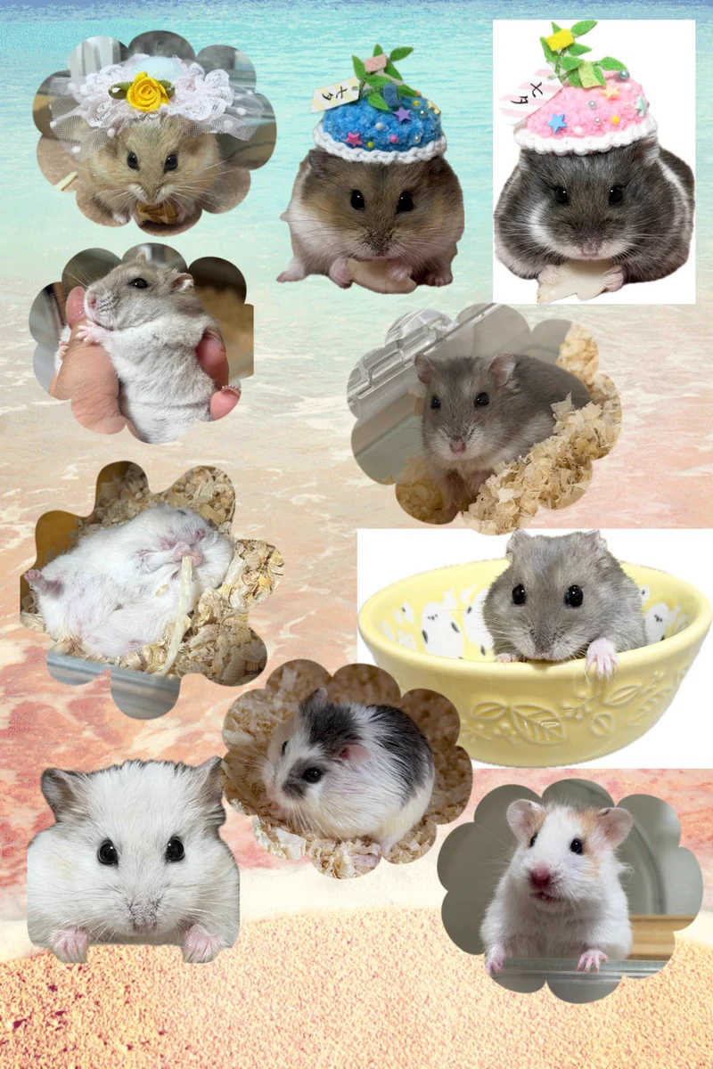 ハムっと🐹みなみ (@hamhammnm) / X