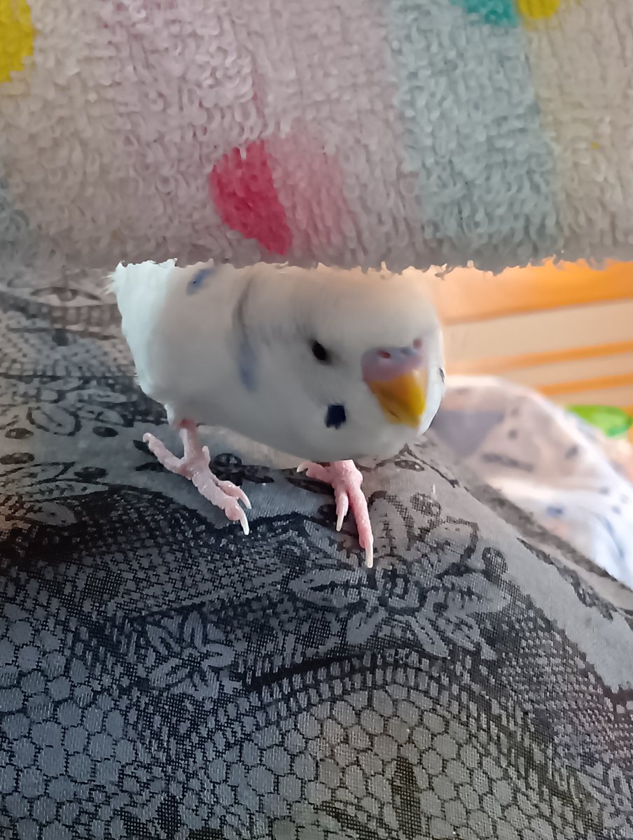 fhost_55's tweet photo. @motimoti_seizin うちのセキセイです https://t.co/kfLeCJUYnM