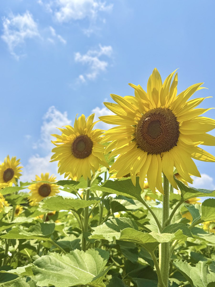 shochax7's tweet photo. ひまわり畑の迷路に行ってきた🌻
まだ花の頭が垂れる前だったから
びしっと並んですごい綺麗✨
天気も良くて回るの楽しかった！！ https://t.co/gnNUOyVvmB