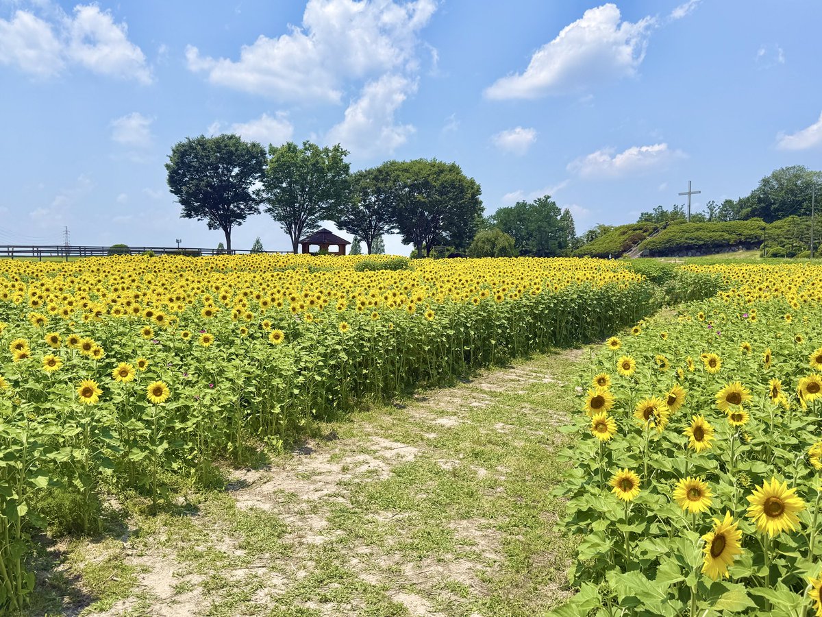 shochax7's tweet photo. ひまわり畑の迷路に行ってきた🌻
まだ花の頭が垂れる前だったから
びしっと並んですごい綺麗✨
天気も良くて回るの楽しかった！！ https://t.co/gnNUOyVvmB