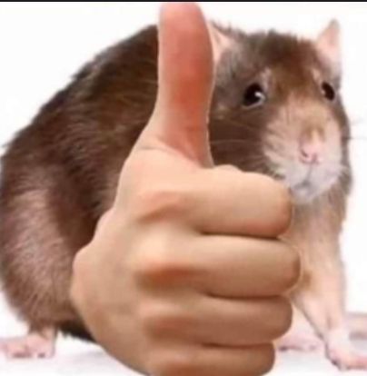 1 IQ Rat tweet media