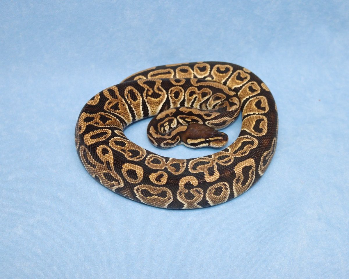 h2mreptiles's tweet photo. 【Hans 第一便 #30】

第一便より、日本へ送り出される最後の一匹をご紹介します。

本日ご紹介した30匹は、Hansが長年積み重ねてきた血統の一部です。

気になる個体がございましたら、到着前でもご相談・ご予約を承っております。

皆様からのお問い合わせを、DM・公式LINEにてお待ちしております。

Female

Hurricane Split het DG (Blondie)