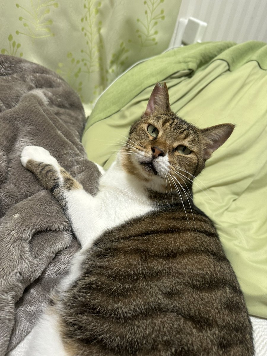 猫のいる幸せ #猫好きさんと繋がりたい #保護猫 ぱちっとね。 ともの